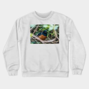 White-rumped shama Crewneck Sweatshirt